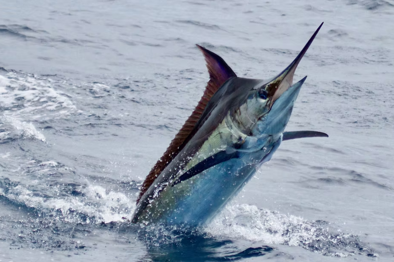 (C) Malindi Sea Fishing Club