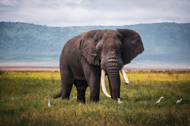 Elefant i Ngorongoro