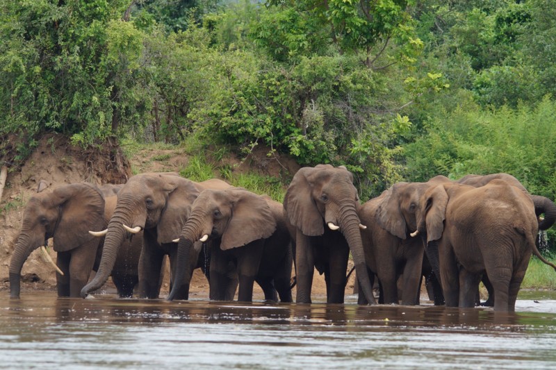 Safariguide: Hvilket reisemål er best i Afrika for safari?