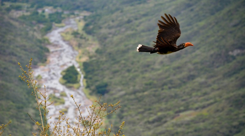 En fugl som flyr gjennom KwaZulu-Natal
