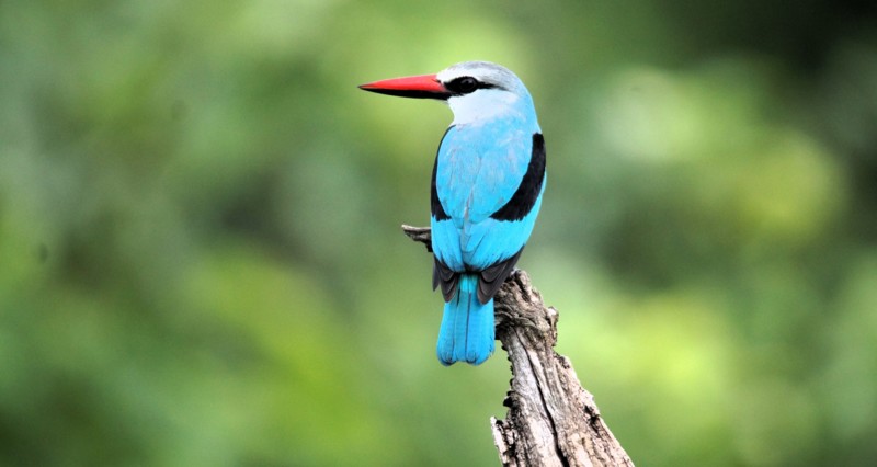 I KwaZulu-Natal finnes det over 420 fuglearter