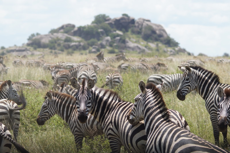 Tanzania – den allsidige klassikeren