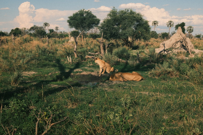 L&oslash;ver i Botswana