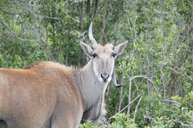 Elandantilopen er verdens største antilope, en fullvoksen hann kan veie nesten 1000 kg. Vi fikk se en uvanlig syn, en Elandantilop med et bøyd horn.