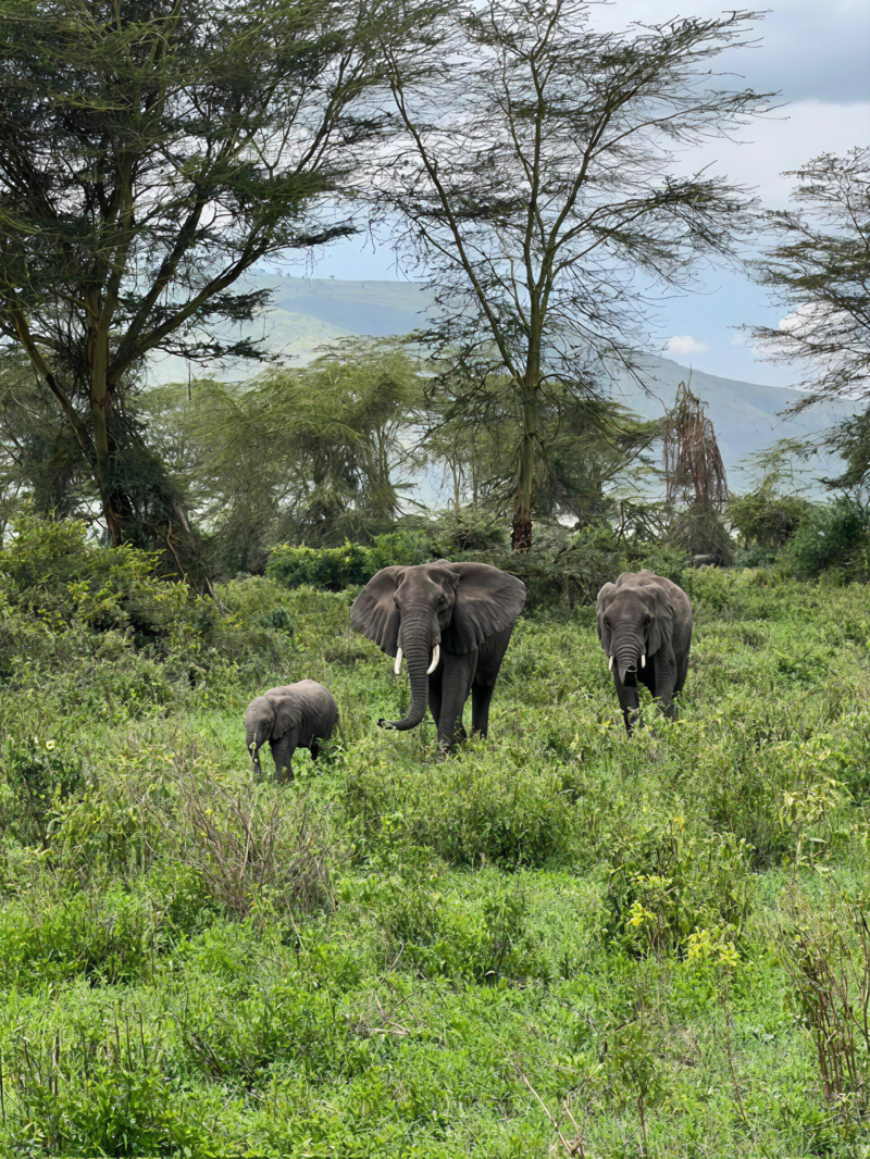 Elefanter over Ngorongoro-krateret