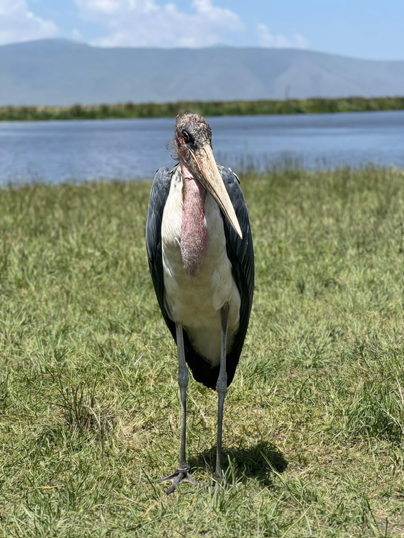 Maraboustorken, som er en del av The Ugly Five