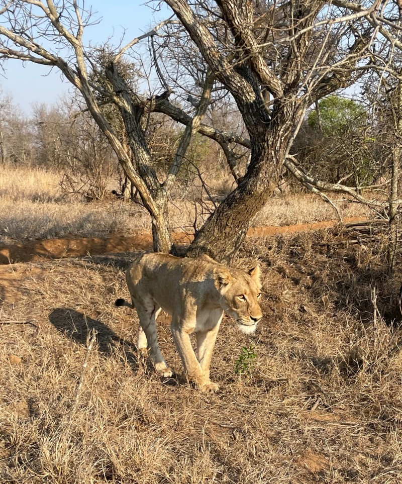 L&oslash;ver i S&oslash;r-Afrika