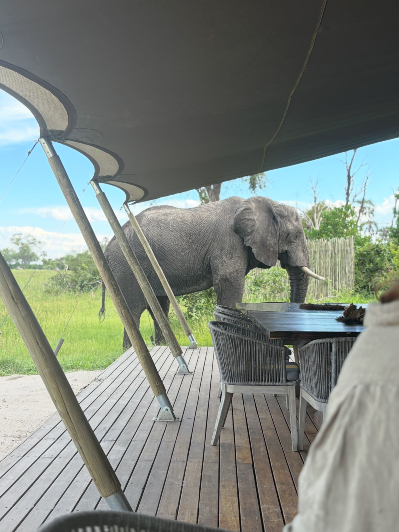 Elefant p&aring; lodge i Botswana