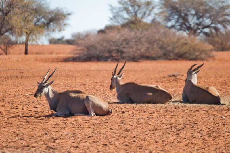 Antiloper hviler i den tørre ørkenen.