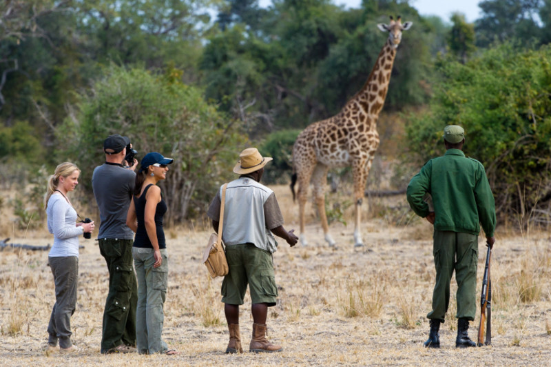 Zambia – vandresafariens hjem
