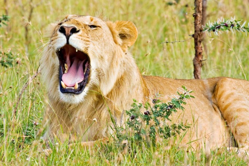 Ofte stilte spørsmål om safarireiser i Afrika