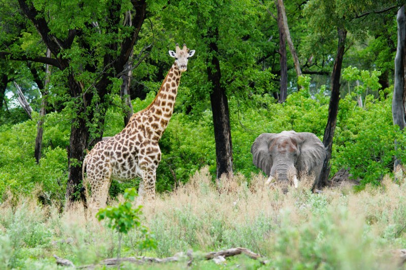 Elefant og giraff i Sør-Afrika