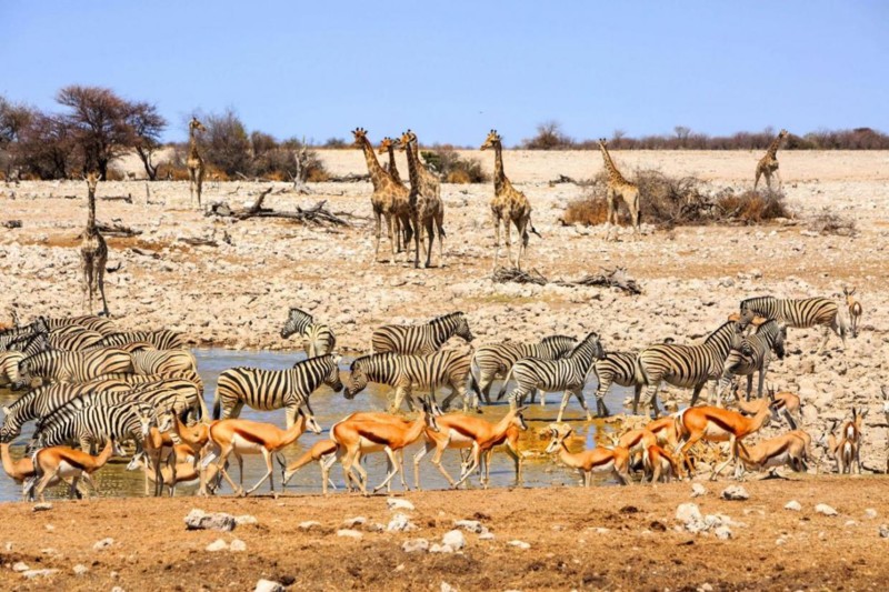 I Etosha samles mange av dyrene ved de ulike vannhullene, naturen og dyrene venter på at regnet skal komme i desember.