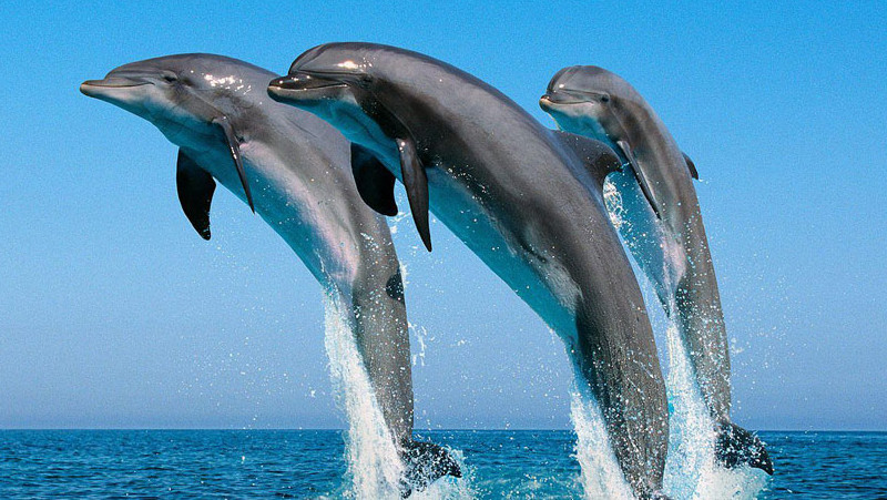 Opplev delfinsafari i Kesine Marine National Park