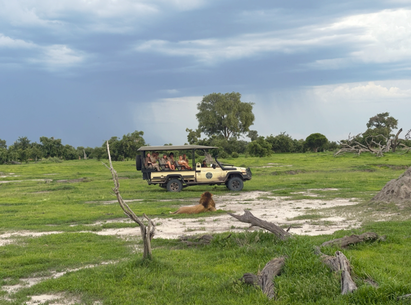 L&oslash;ver og mennesker p&aring; safari i Botswana