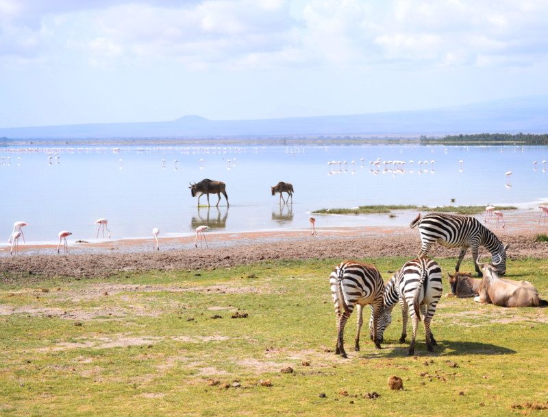Velg Kenya eller Tanzania for små barn.