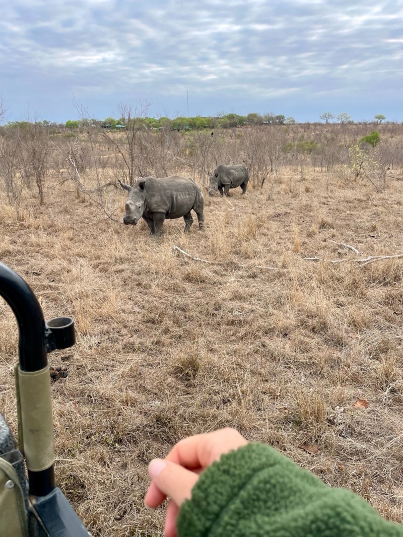 Neshorn i S&oslash;r-Afrika