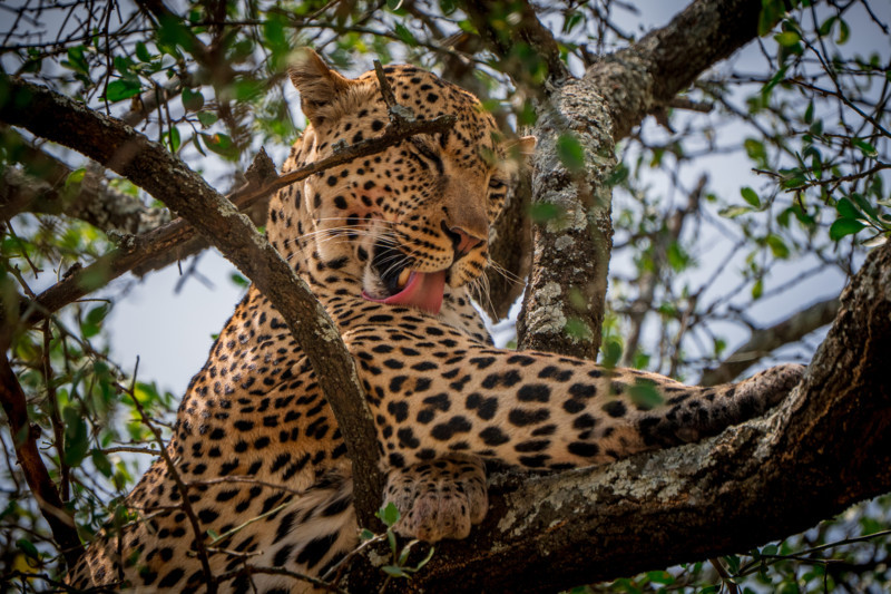 Leopard i Serengeti