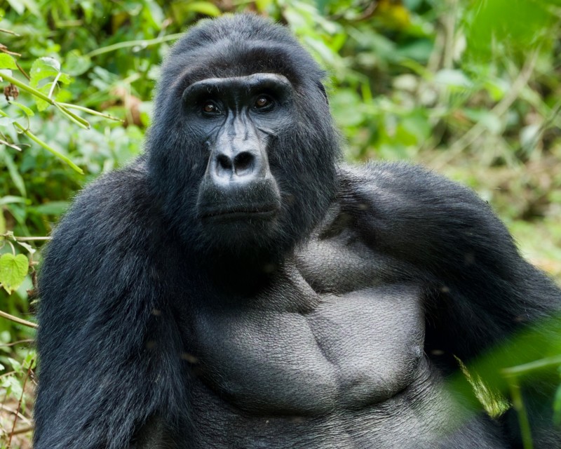 Uganda – gorillaer og klassisk safari