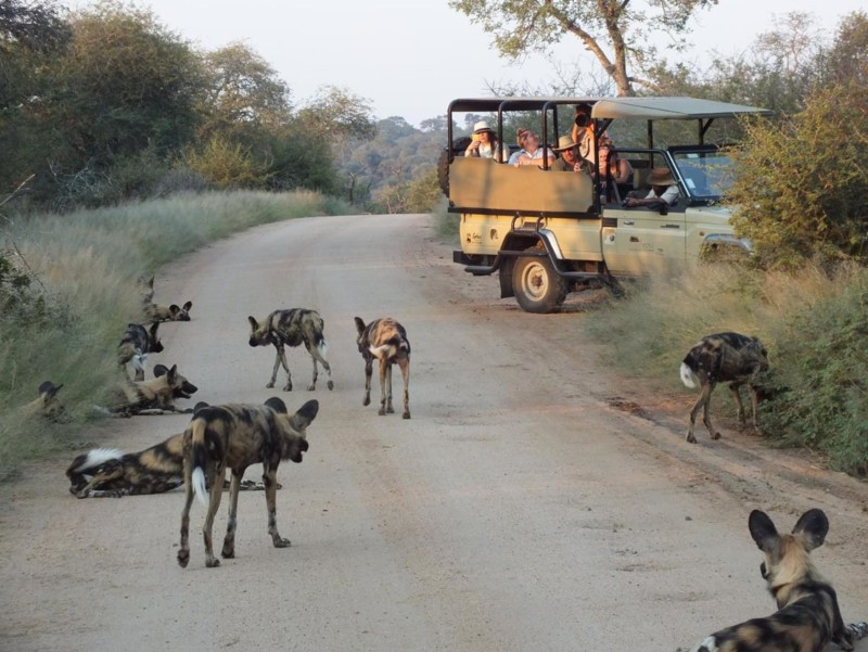En safarijeep i Kruger, Sør-Afrika, omringet av villhunder