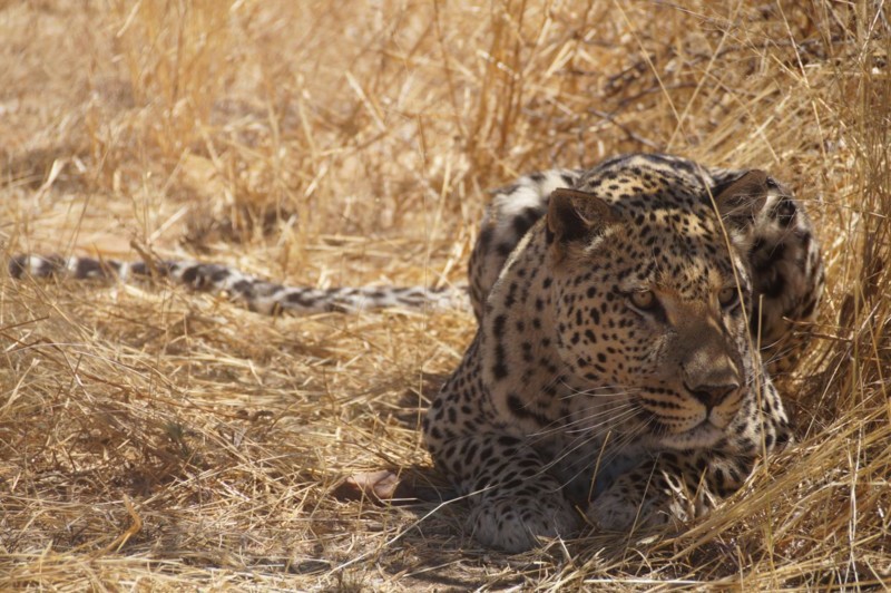 Leoparder er fantastiske dyr som det er sjelden å få mer enn et glimt av.