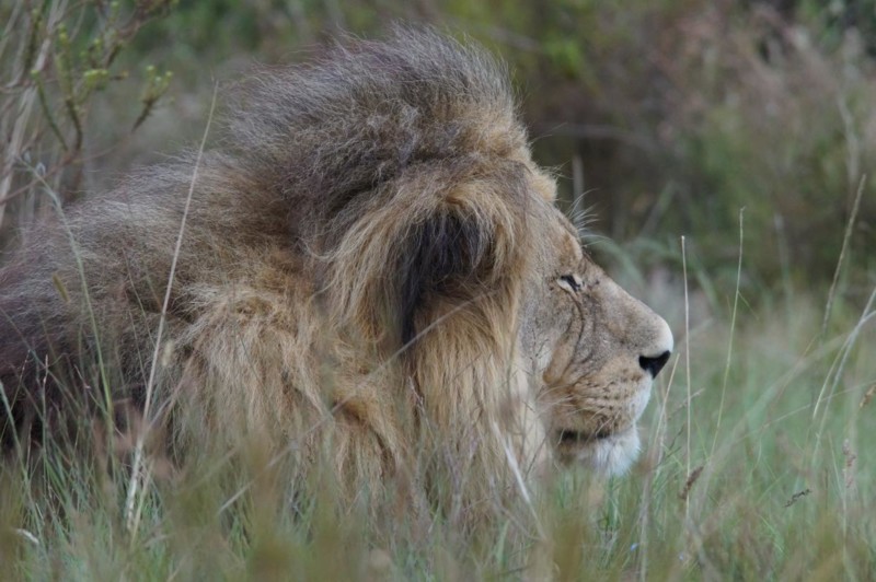 Å møte en voksen hannløve er en mektig opplevelse, løver er de største kattedyrene i Afrika. En hannløve kan veie opptil 270 kg.