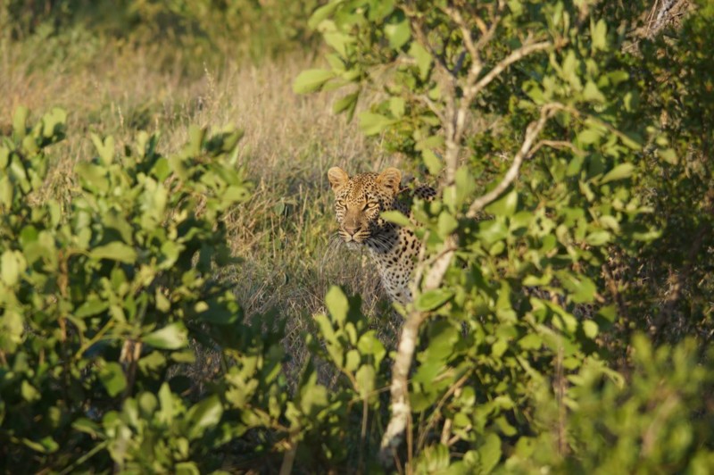 I noen minutter fikk vi følge leoparden som beveget seg nær kjøretøyet vårt før den hoppet opp i et tre.