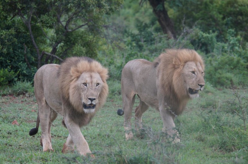Når man får se en løve i sitt naturlige miljø, forstår man hvorfor de kalles savannens konge.