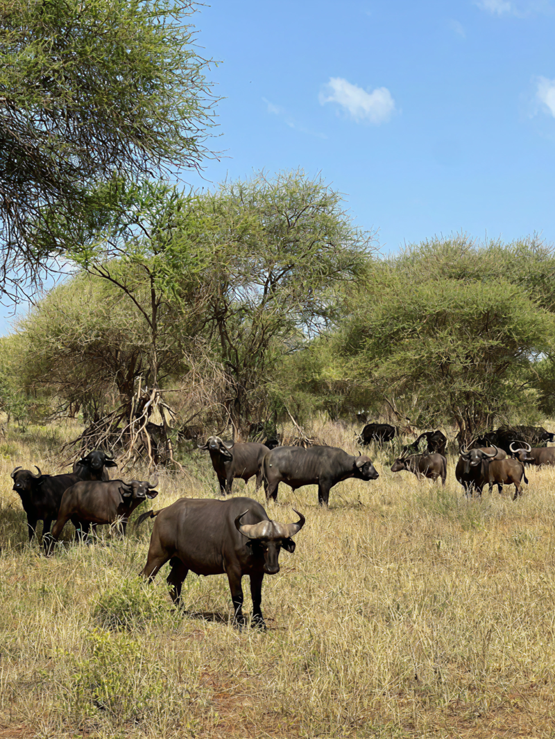 Store flokker med dyr p&aring; safari i Tanzania