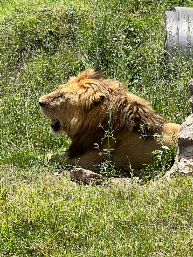 L&oslash;ver i Tanzania