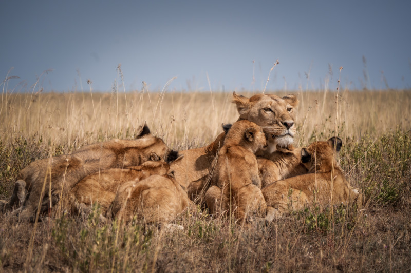 L&oslash;vinne med ungene sine i Serengeti